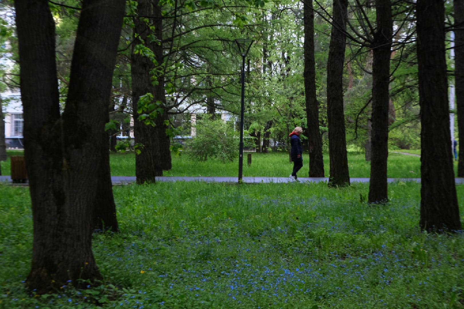 пущино, экология, растения,