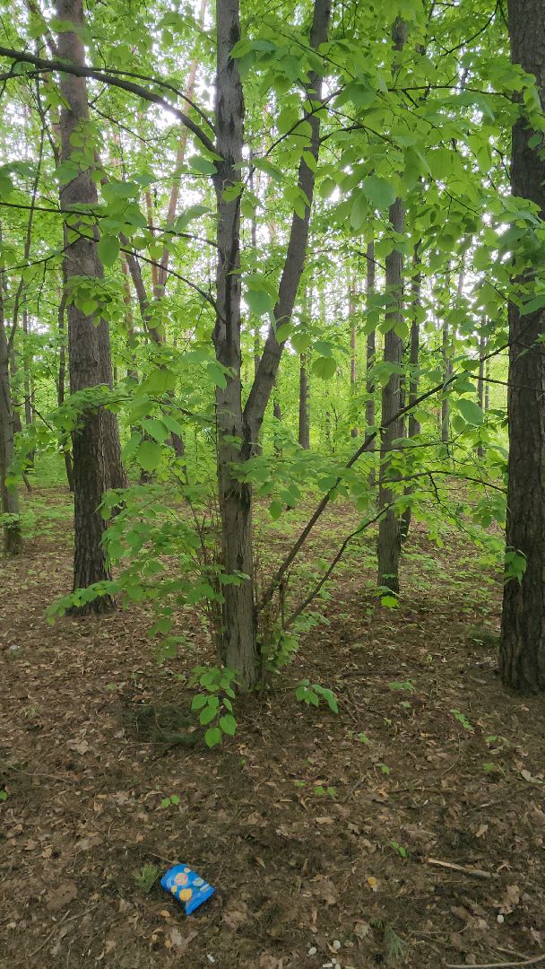 клещи, боррелиоз, анаплазмоз, эрлихиоз, болезнь Лайма, Жуковская ОКБ, Ирина Лукьяненко, врач-инфекционист,