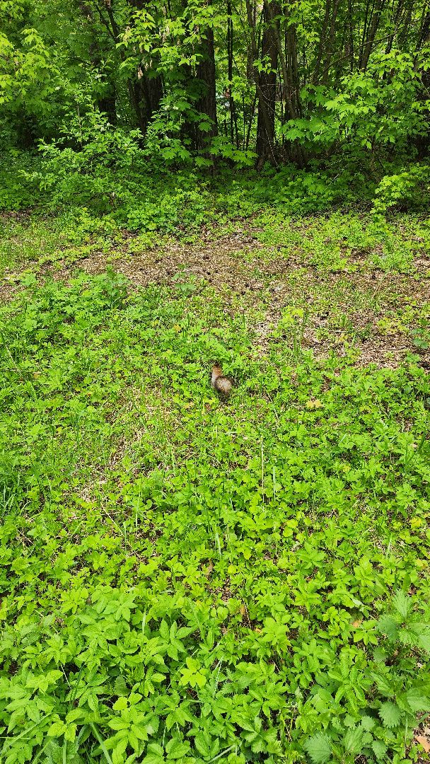 клещи, боррелиоз, анаплазмоз, эрлихиоз, болезнь Лайма, Жуковская ОКБ, Ирина Лукьяненко, врач-инфекционист,