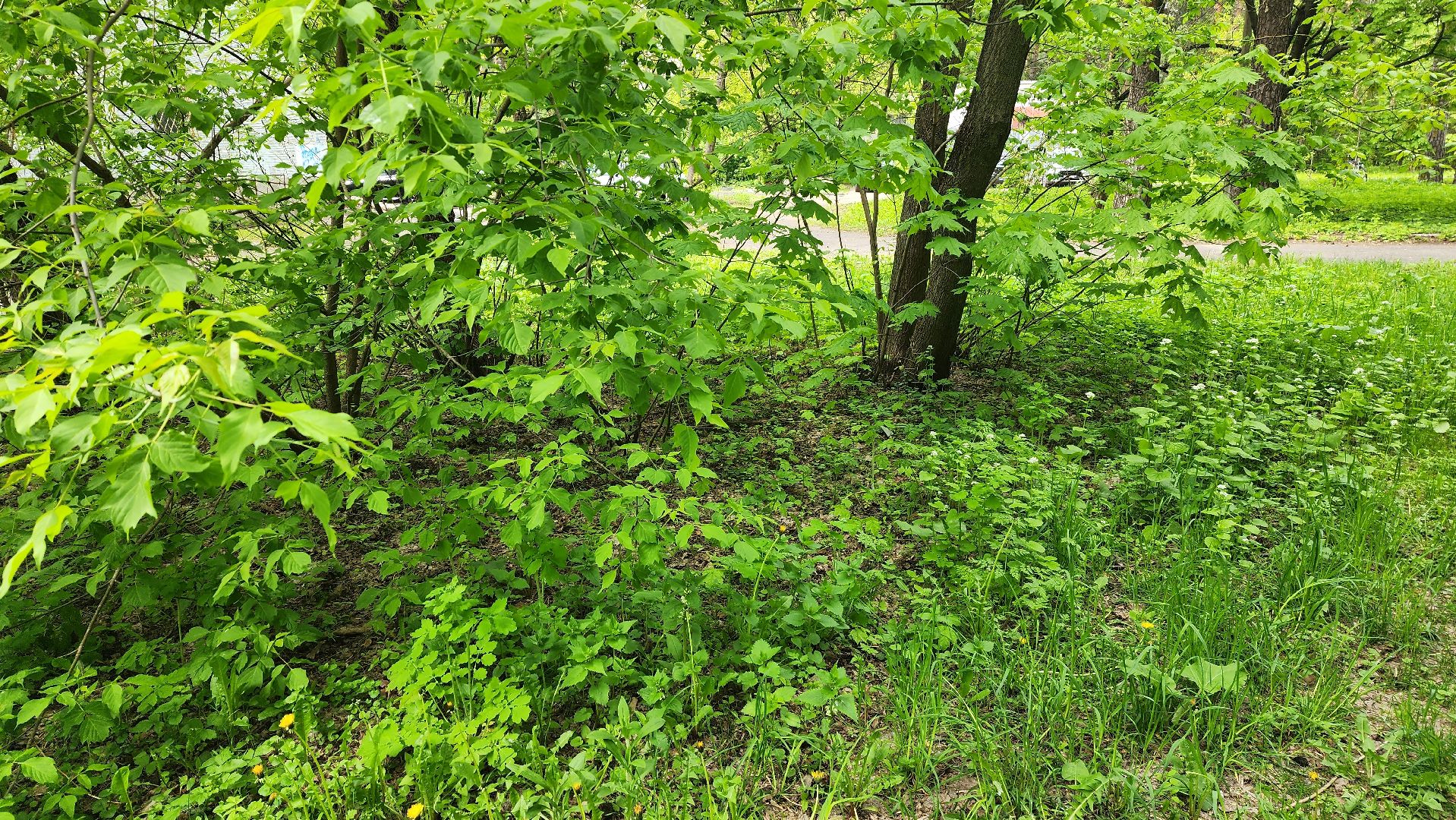 клещи, боррелиоз, анаплазмоз, эрлихиоз, болезнь Лайма, Жуковская ОКБ, Ирина Лукьяненко, врач-инфекционист,