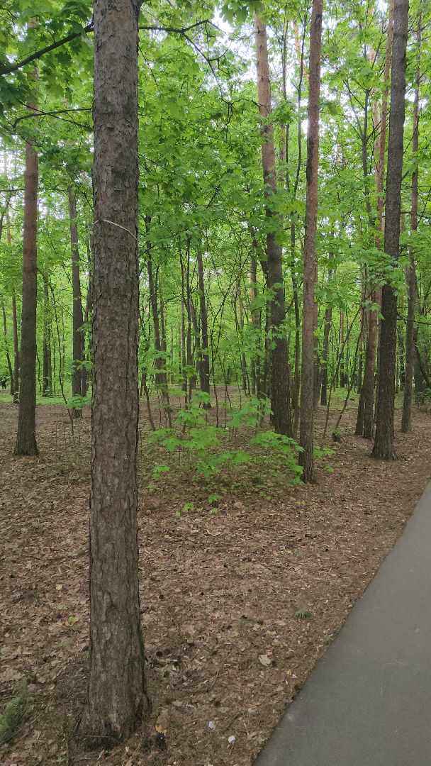 клещи, боррелиоз, анаплазмоз, эрлихиоз, болезнь Лайма, Жуковская ОКБ, Ирина Лукьяненко, врач-инфекционист,