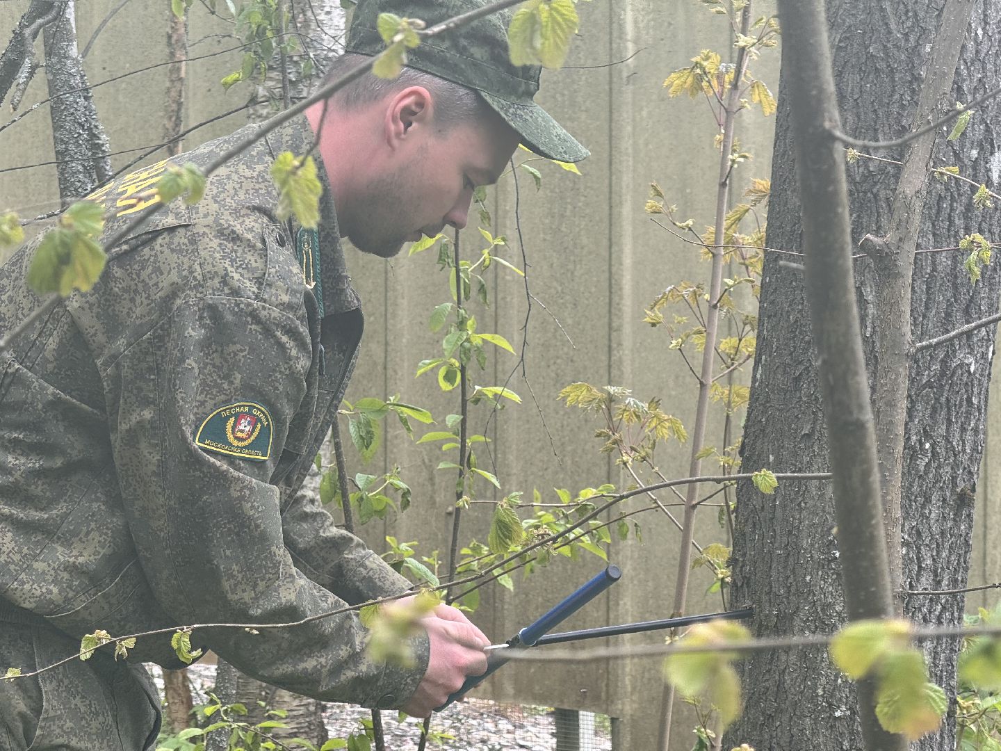 шаховская, лесничество, аварийные деревья,