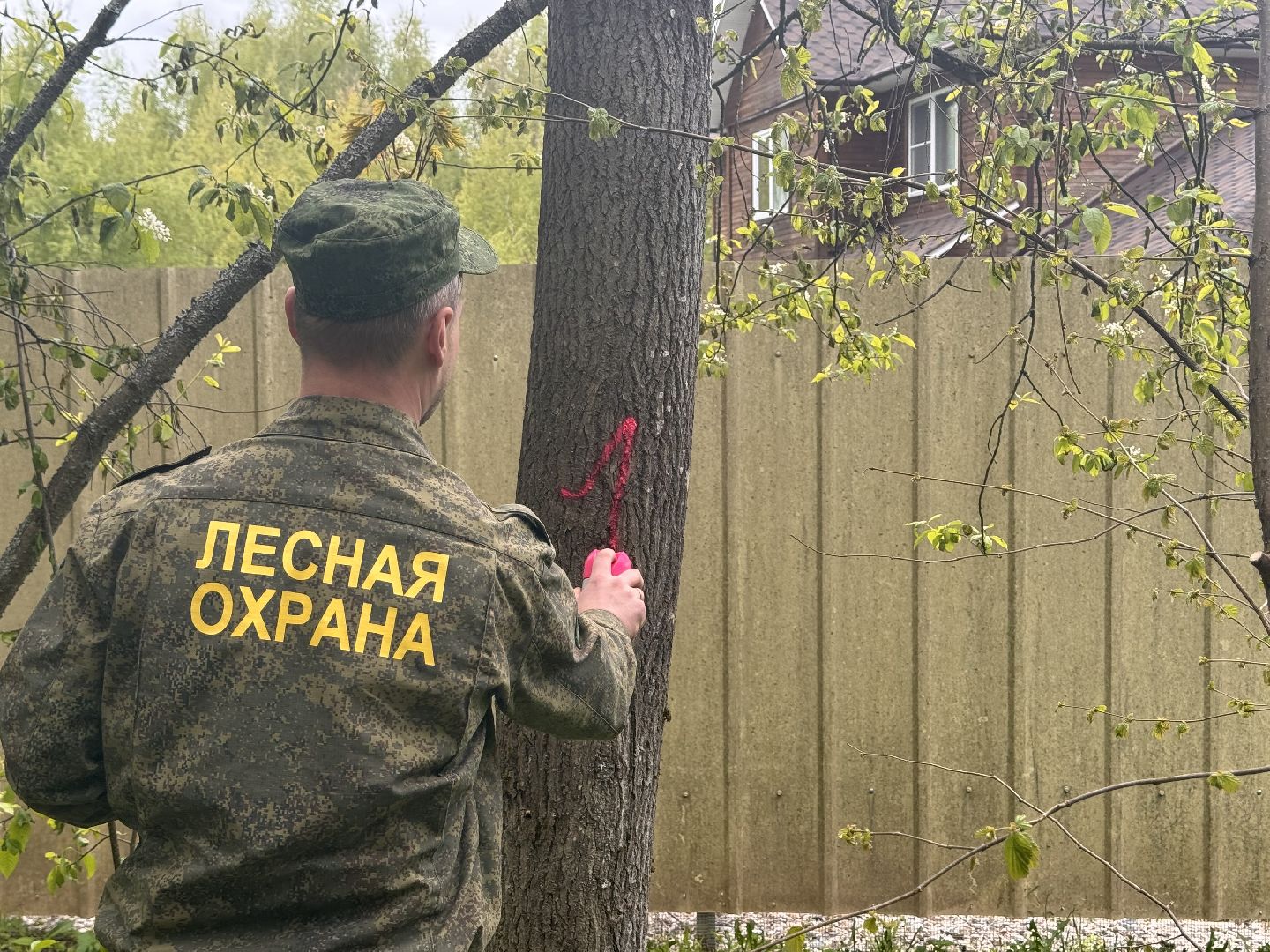 шаховская, лесничество, аварийные деревья,