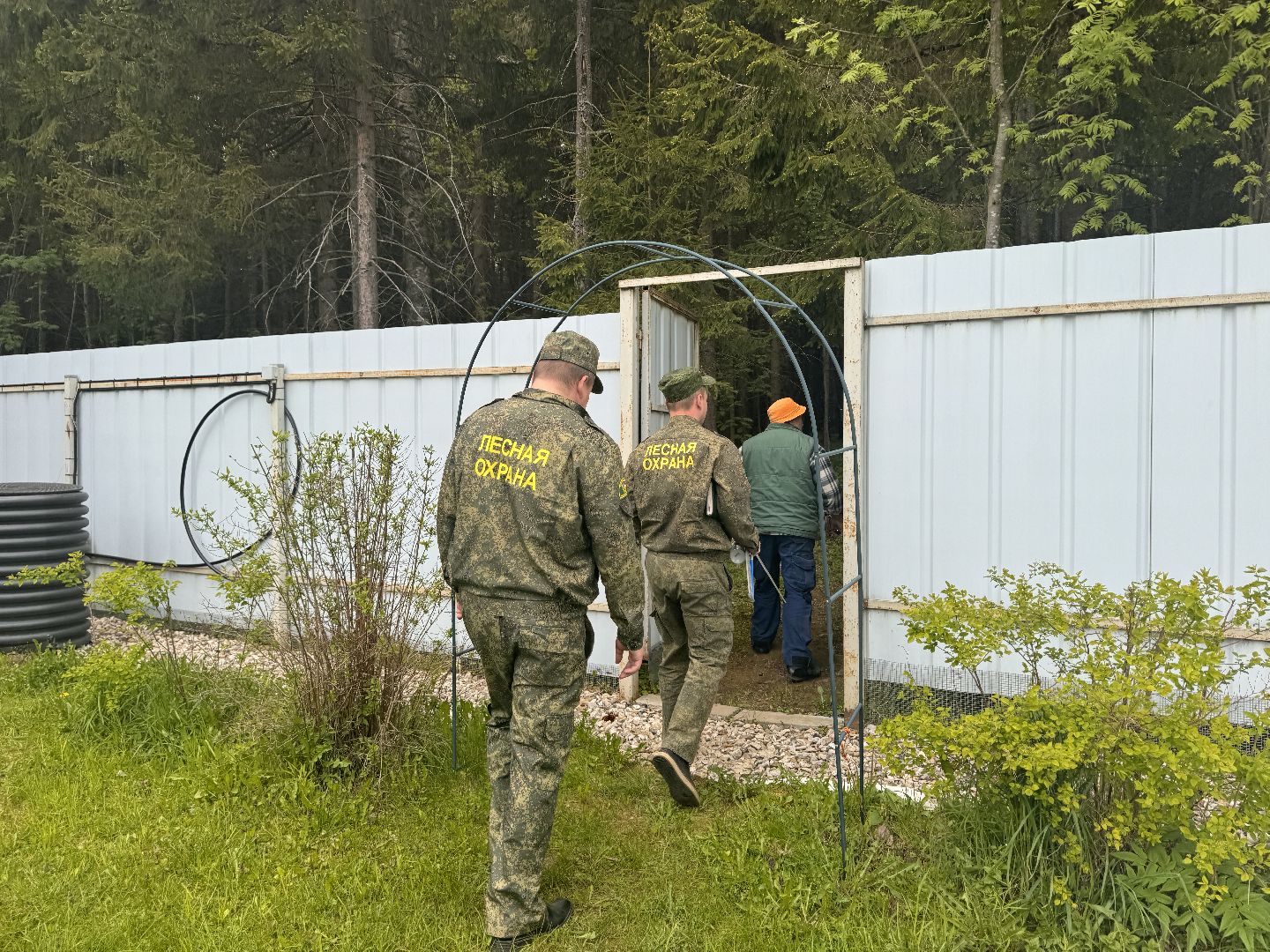 шаховская, лесничество, аварийные деревья,