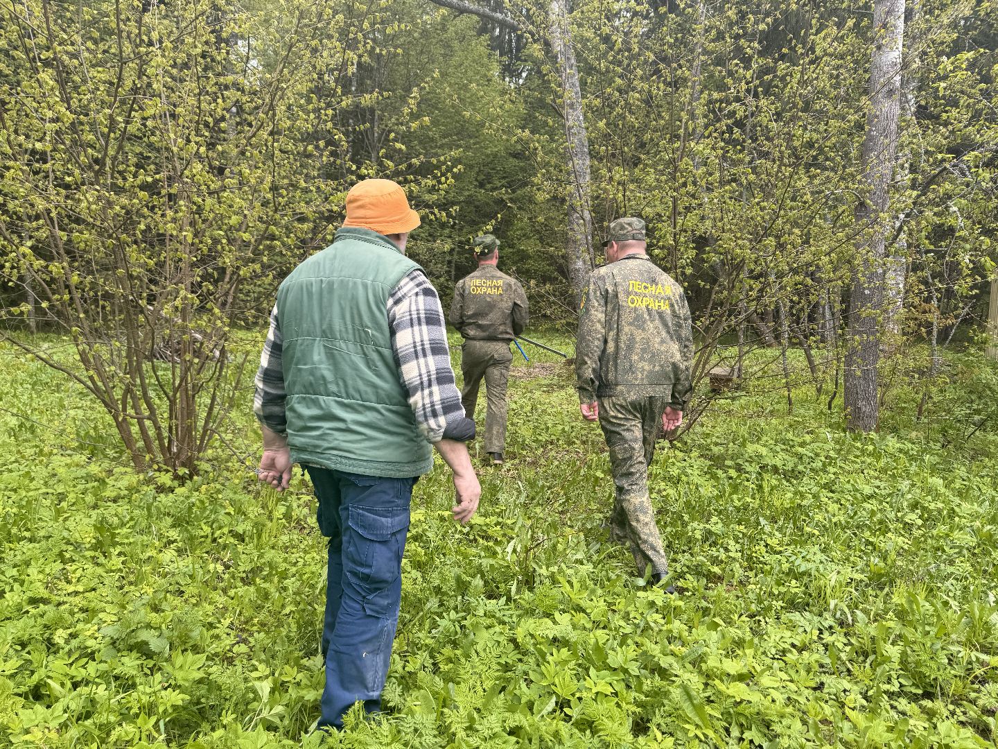 шаховская, лесничество, аварийные деревья,