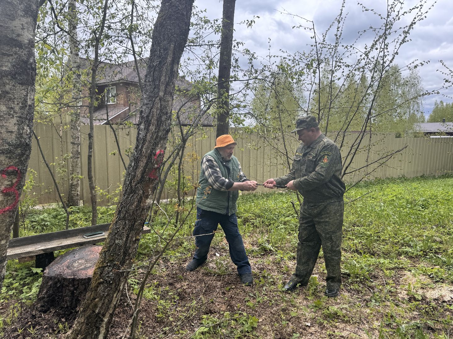шаховская, лесничество, аварийные деревья,