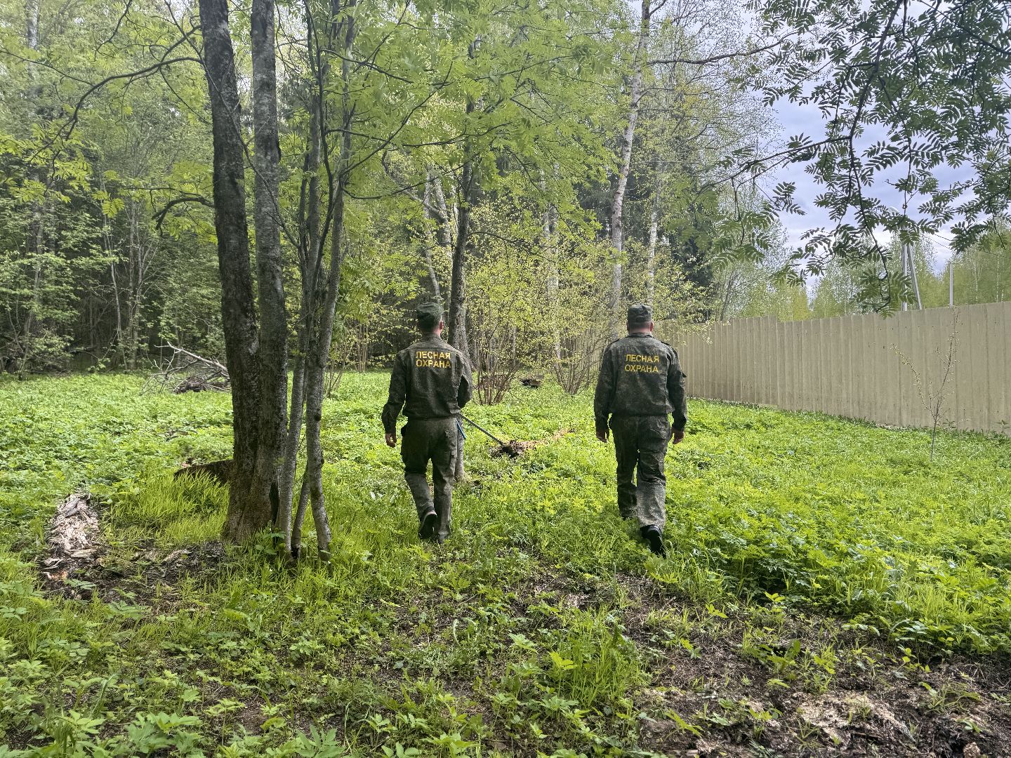 шаховская, лесничество, аварийные деревья,