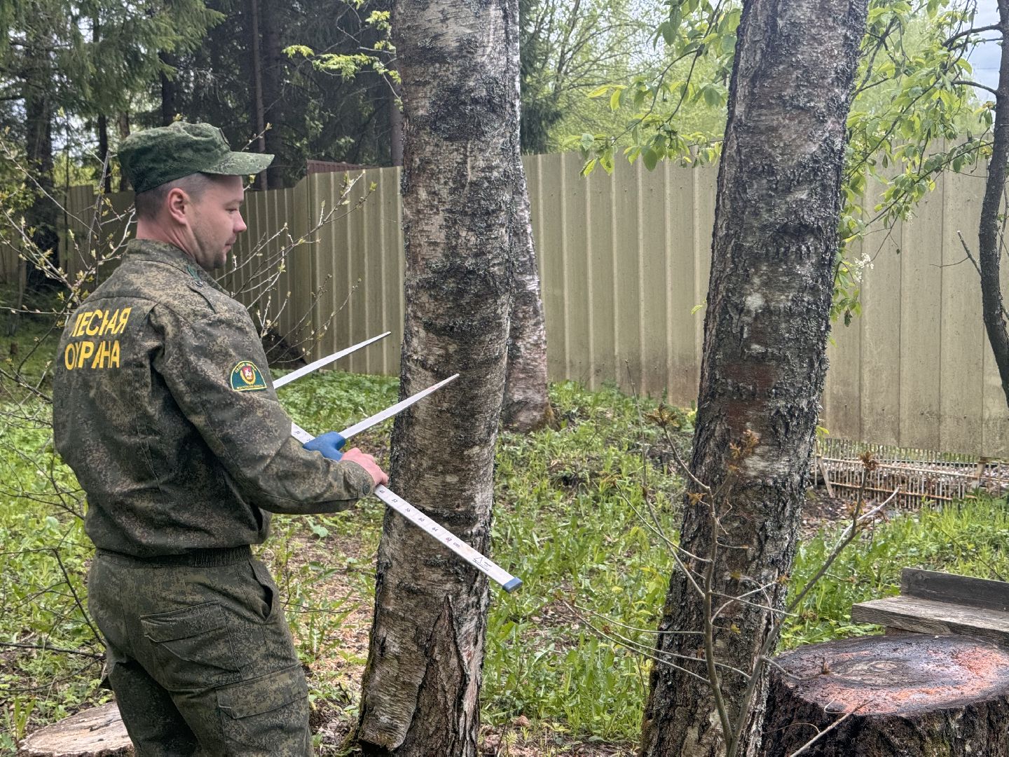 шаховская, лесничество, аварийные деревья,