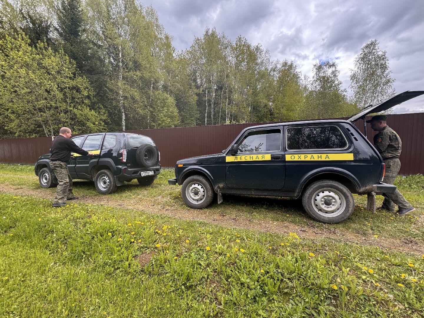 шаховская, лесничество, аварийные деревья,