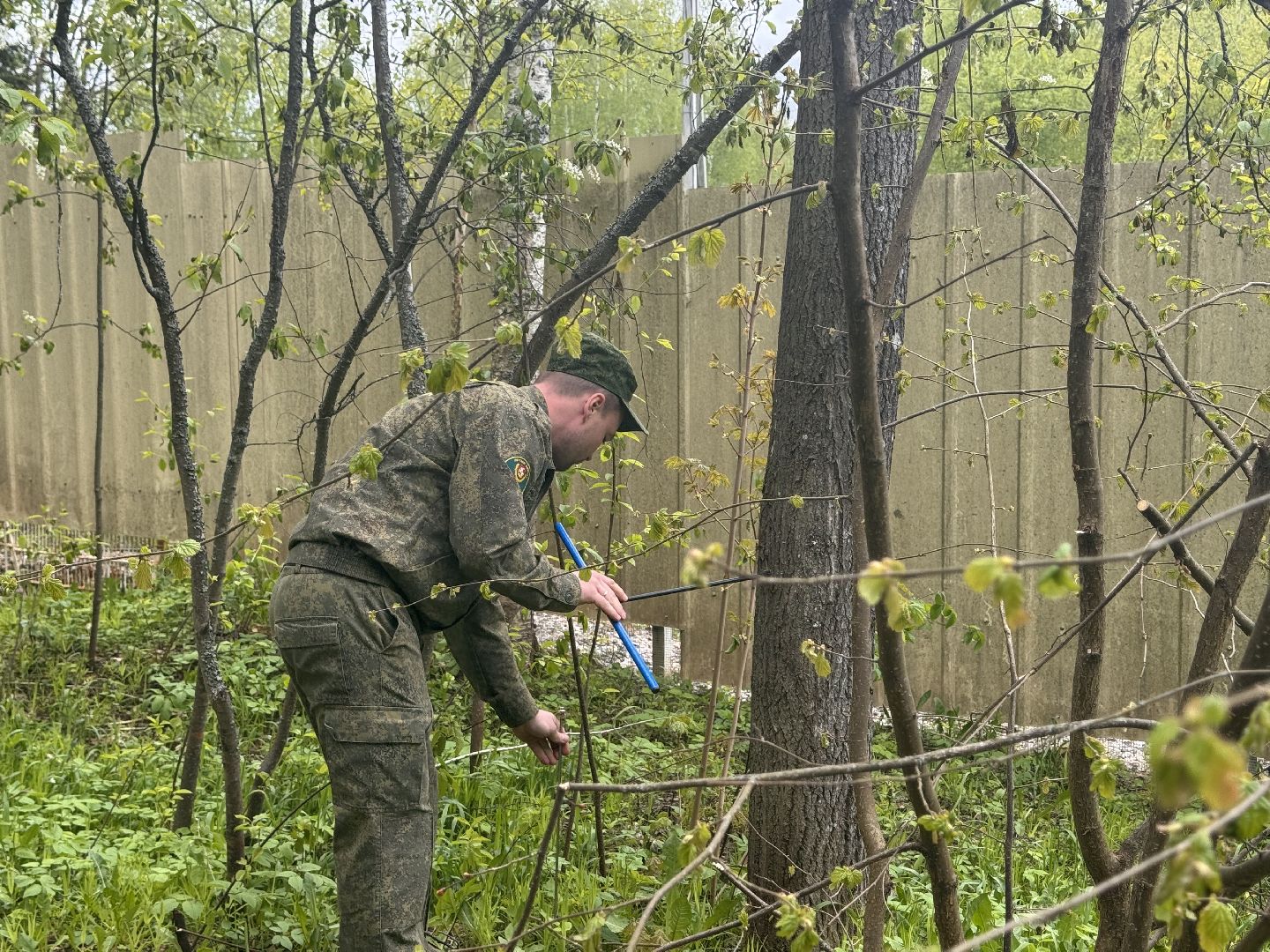 шаховская, лесничество, аварийные деревья,