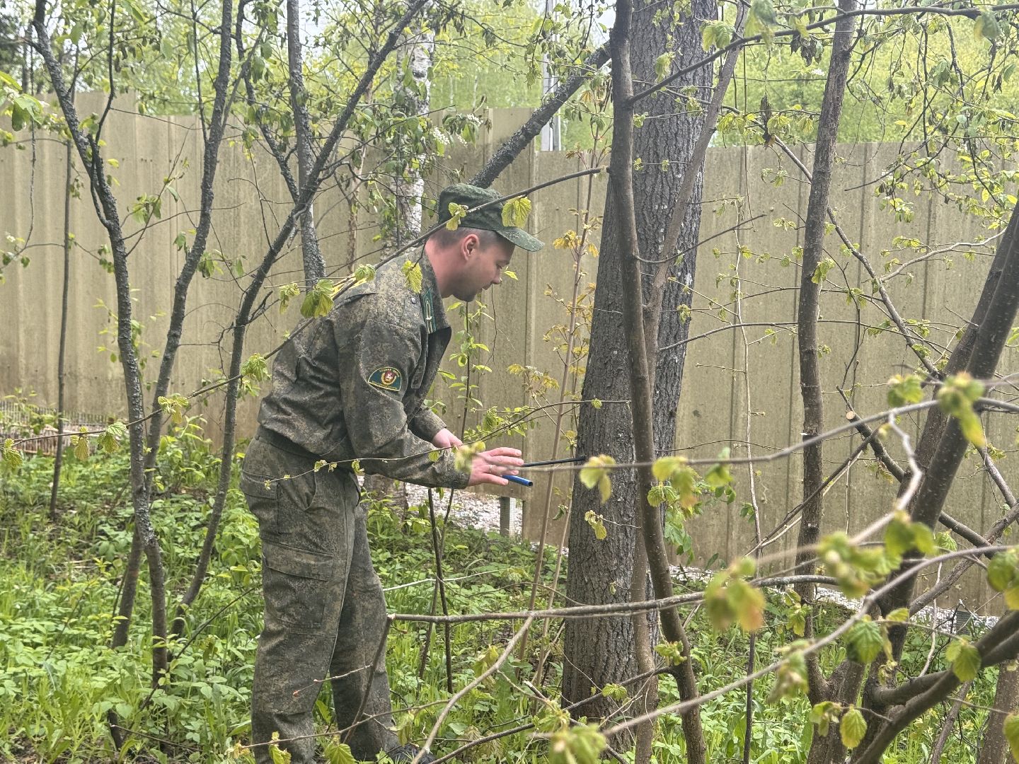шаховская, лесничество, аварийные деревья,