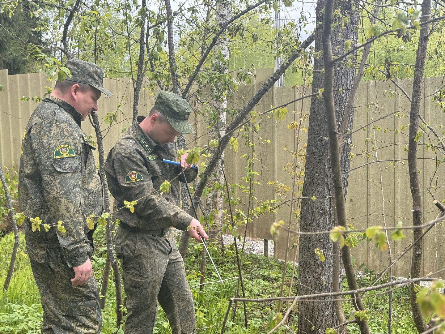 шаховская, лесничество, аварийные деревья,