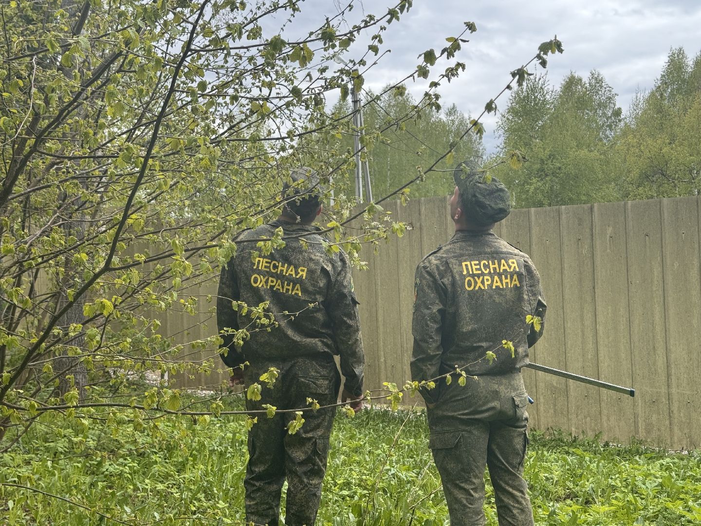 шаховская, лесничество, аварийные деревья,