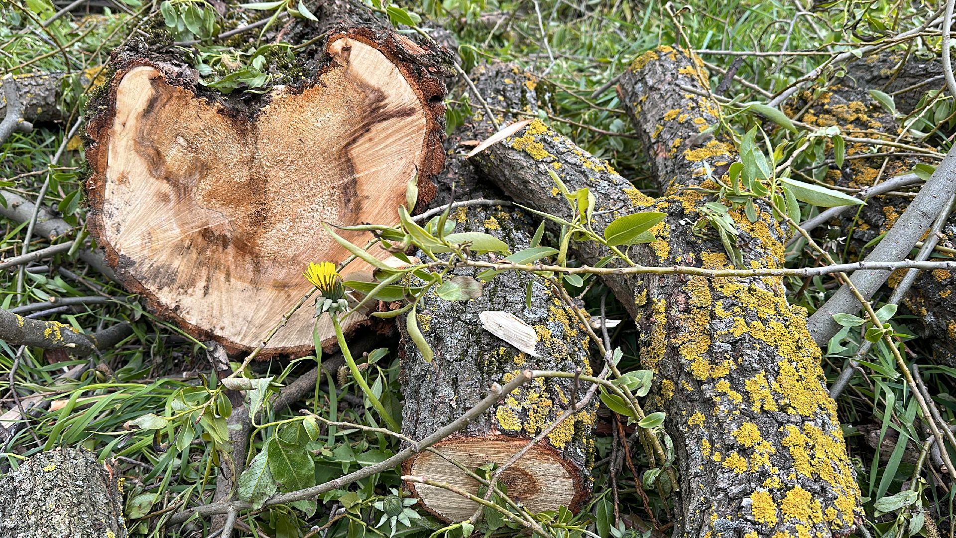 Клин, общество, ЖКХ, аварийные деревья,