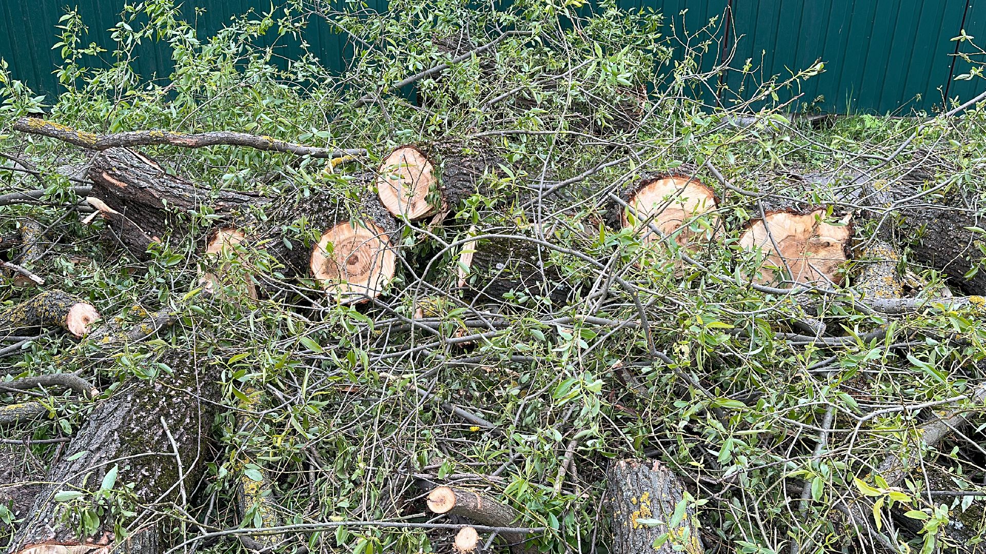 Клин, общество, ЖКХ, аварийные деревья,