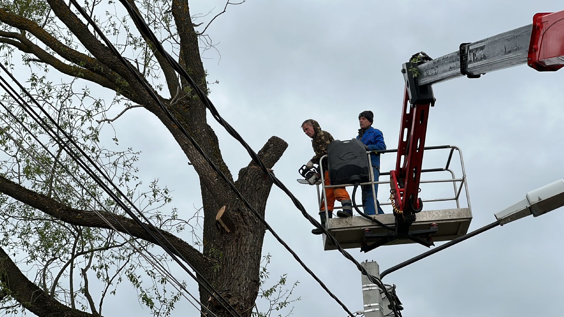Клин, общество, ЖКХ, аварийные деревья,