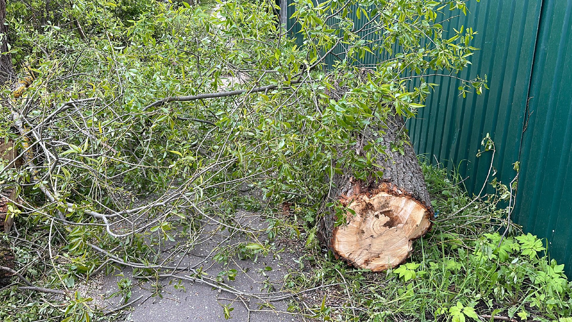 Клин, общество, ЖКХ, аварийные деревья,