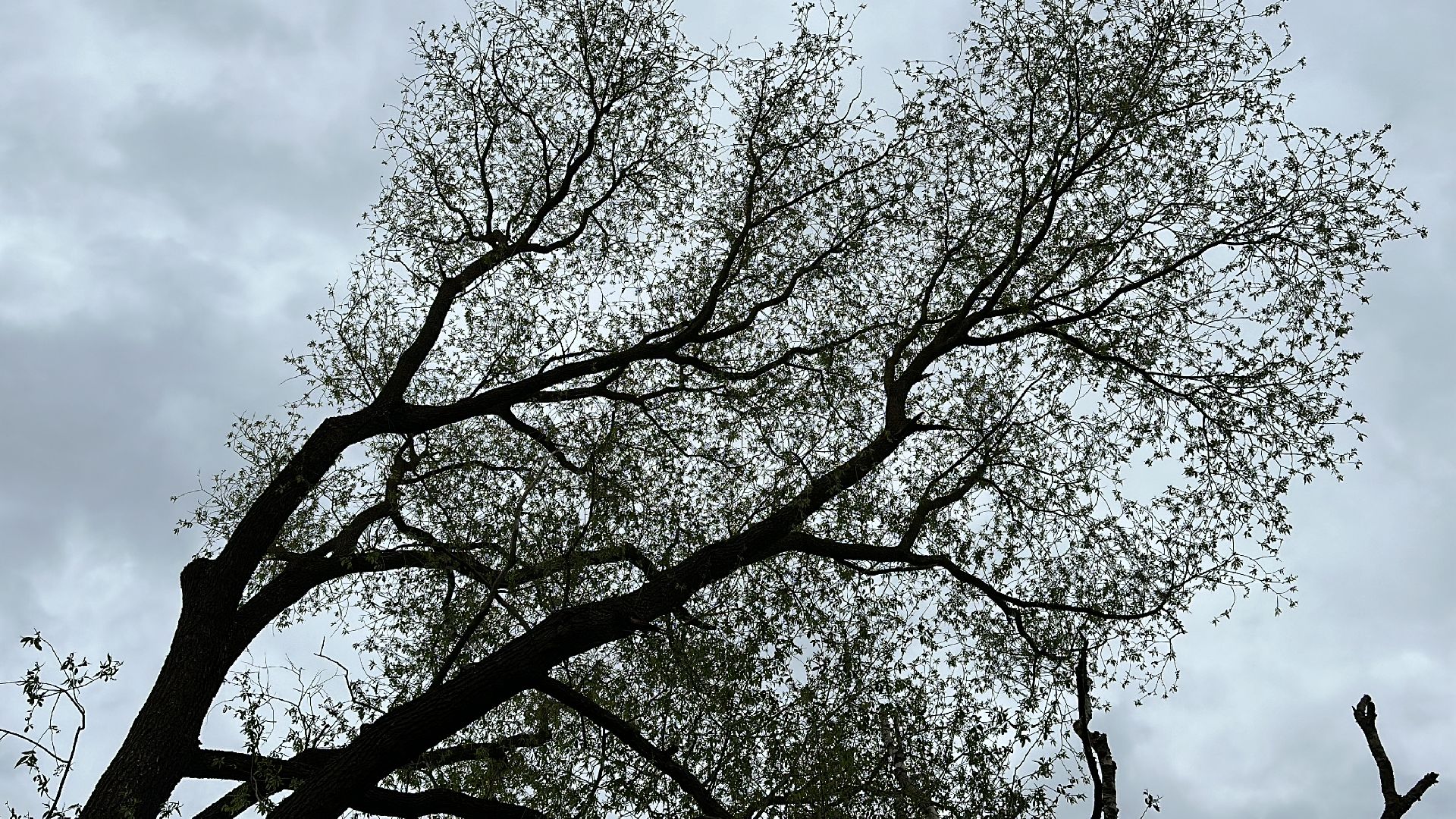 Клин, общество, ЖКХ, аварийные деревья,