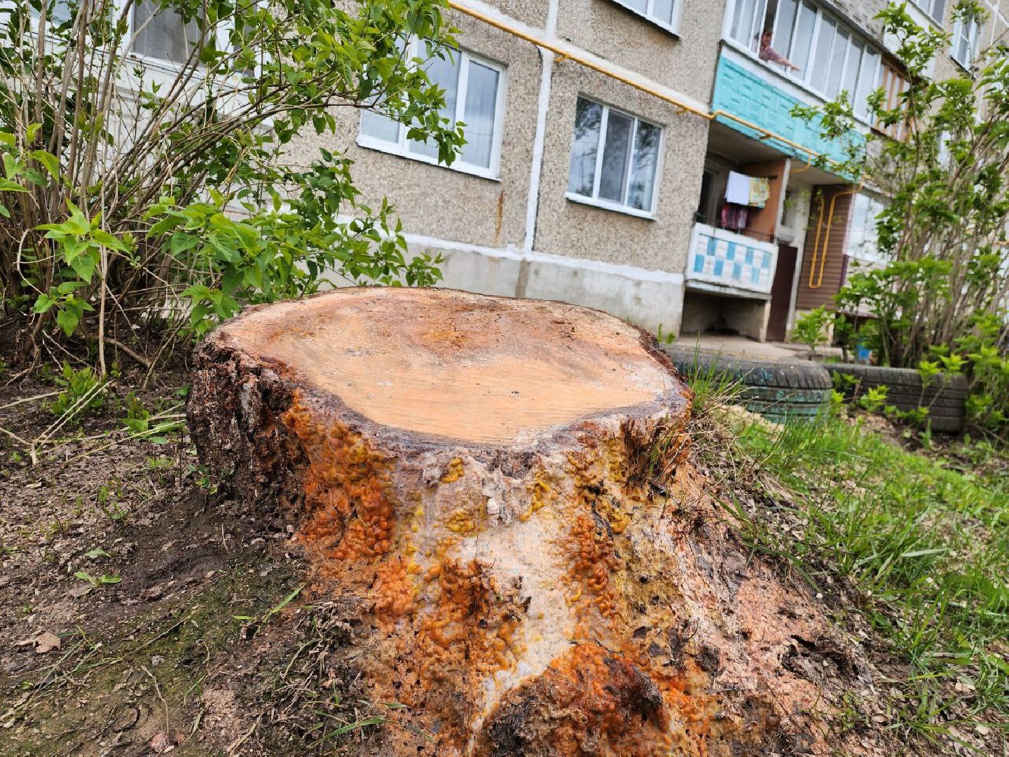 можайск, можайский городской округ, подмосковье, выездная администрация, власть, власти округа, просьбы жителей, благоустройство, спилили дерево,