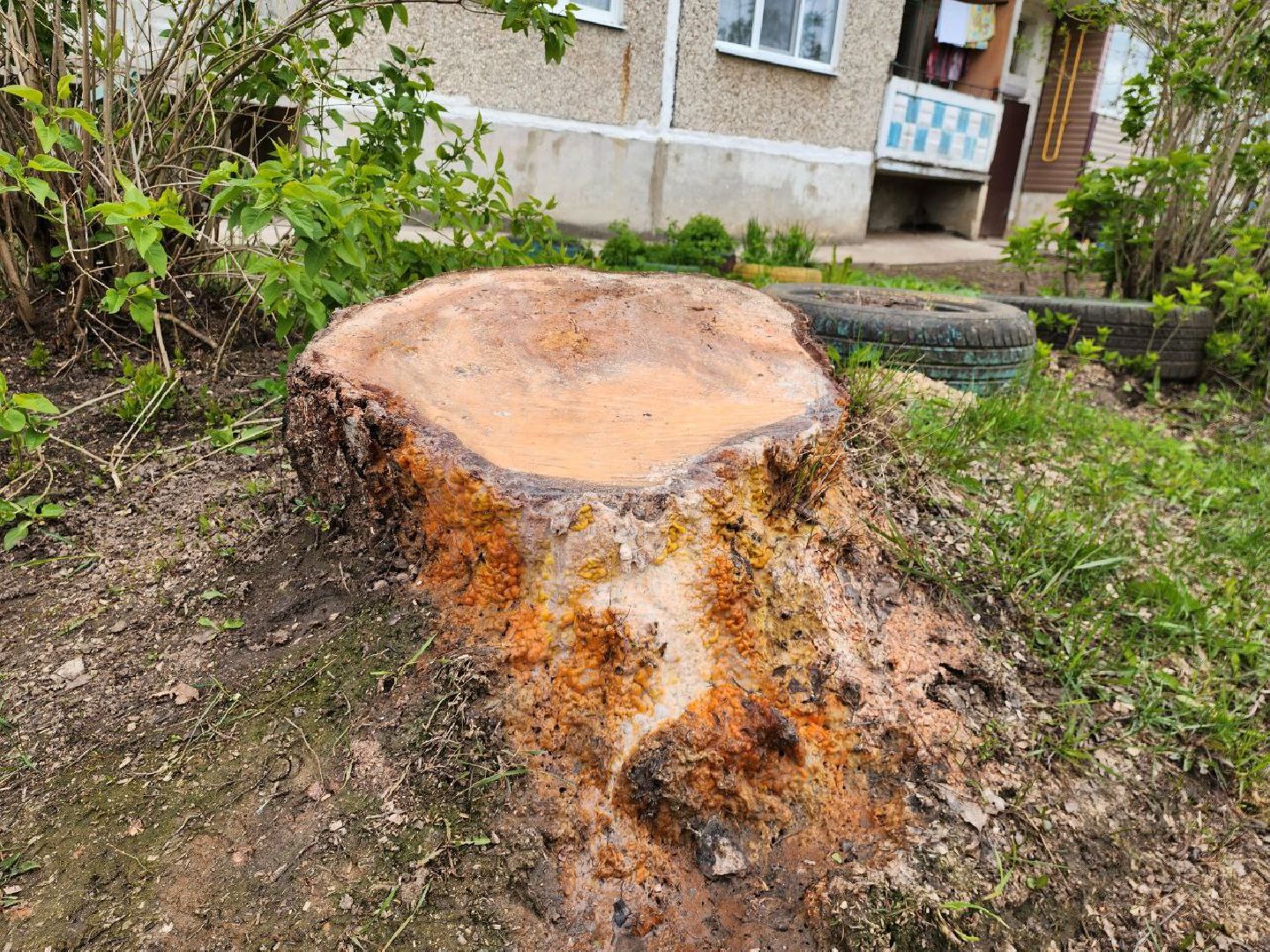 можайск, можайский городской округ, подмосковье, выездная администрация, власть, власти округа, просьбы жителей, благоустройство, спилили дерево,