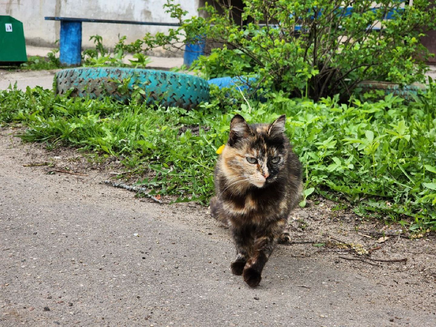 можайск, можайский городской округ, подмосковье, выездная администрация, власть, власти округа, просьбы жителей, благоустройство, спилили дерево,