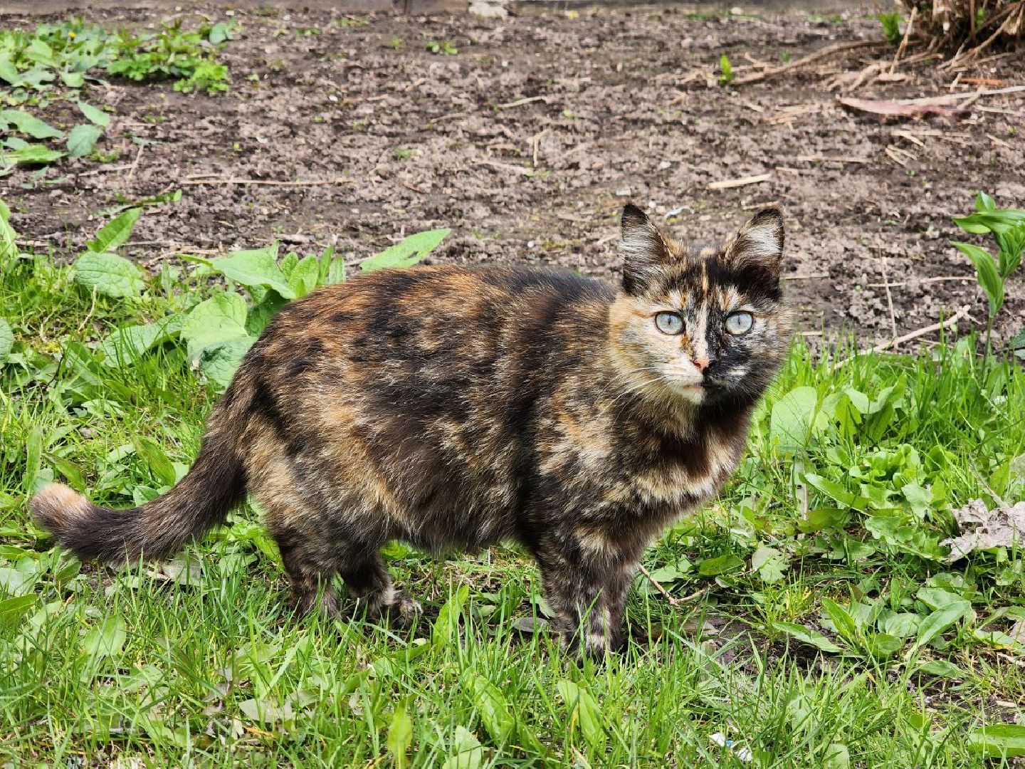 можайск, можайский городской округ, подмосковье, выездная администрация, власть, власти округа, просьбы жителей, благоустройство, спилили дерево,