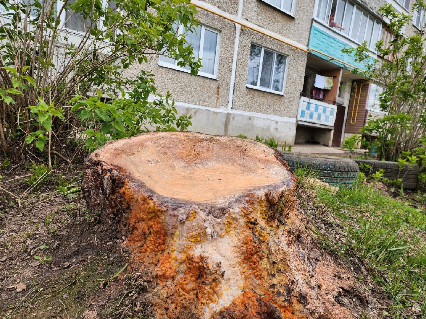 можайск, можайский городской округ, подмосковье, выездная администрация, власть, власти округа, просьбы жителей, благоустройство, спилили дерево,