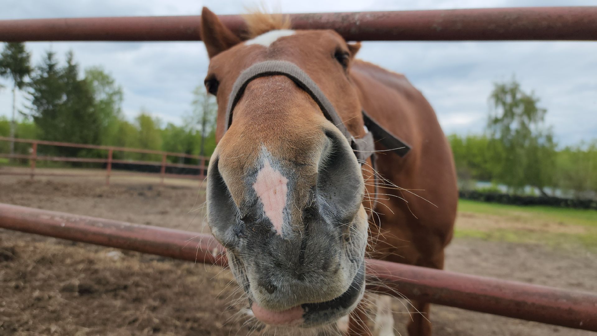 казаки, казачество, руза, рузский городской округ, подмосковье, безопасность, конный патруль,
