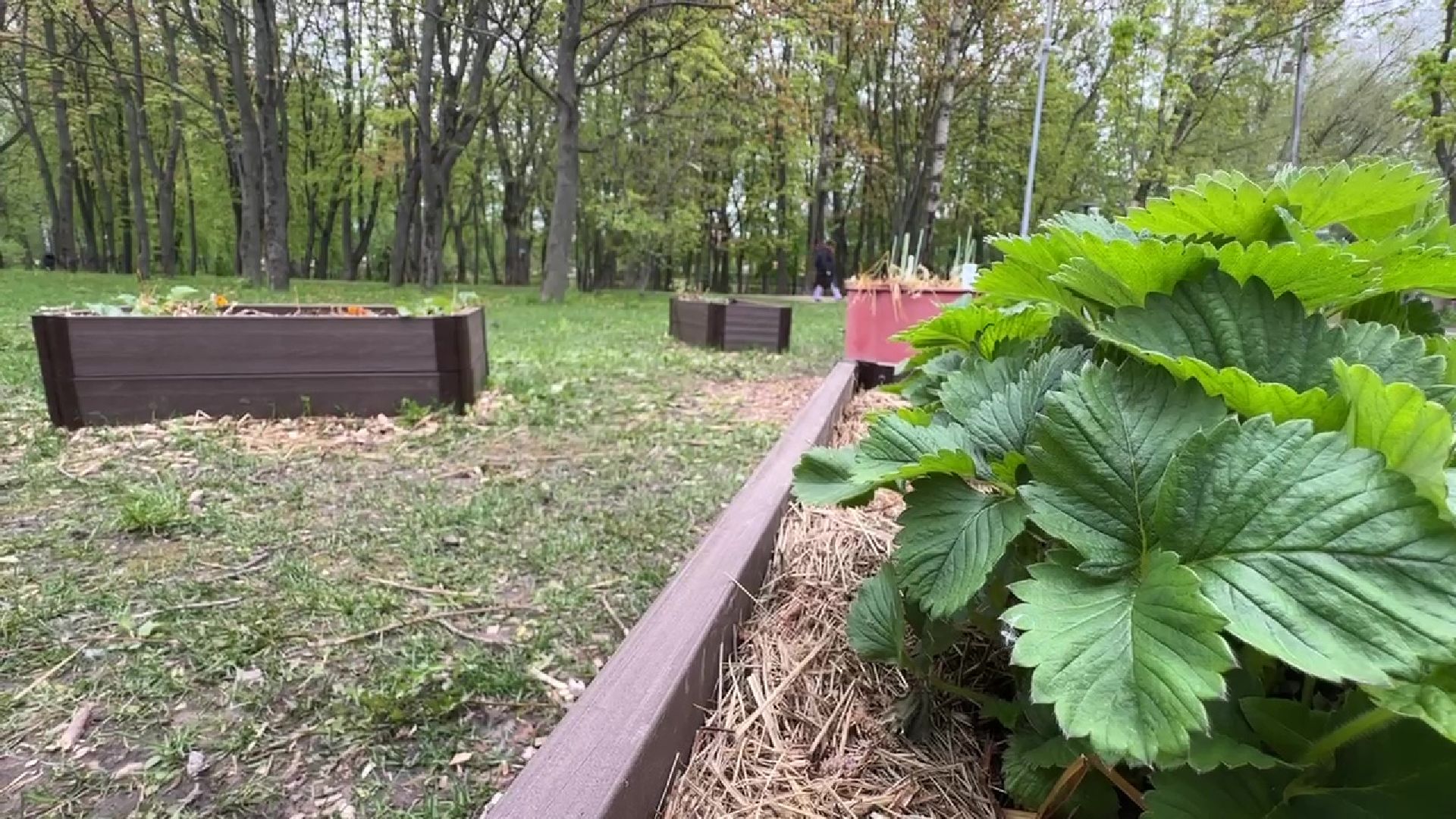 реутов, общественный огород, растения,