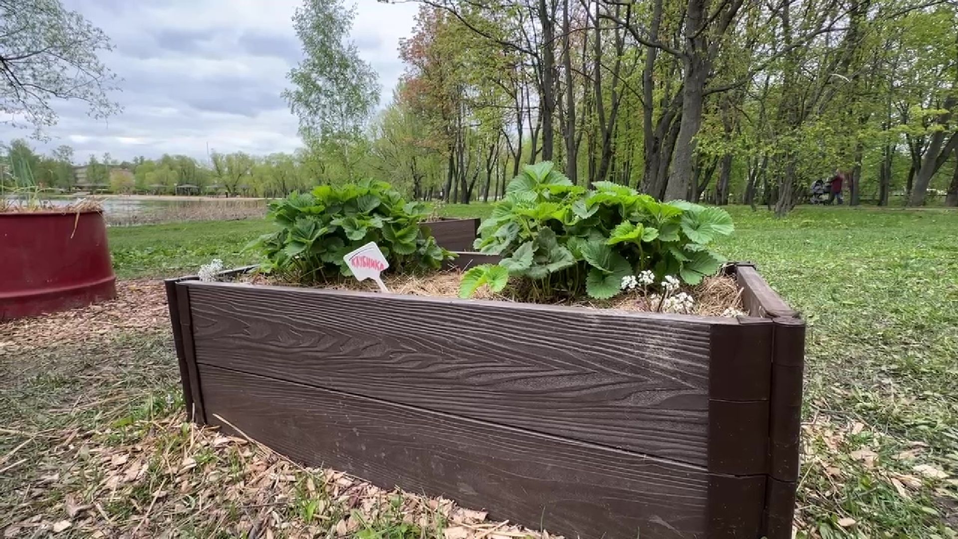 реутов, общественный огород, растения,