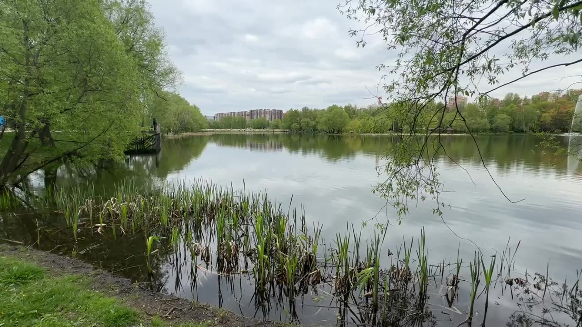 реутов, общественный огород, растения,