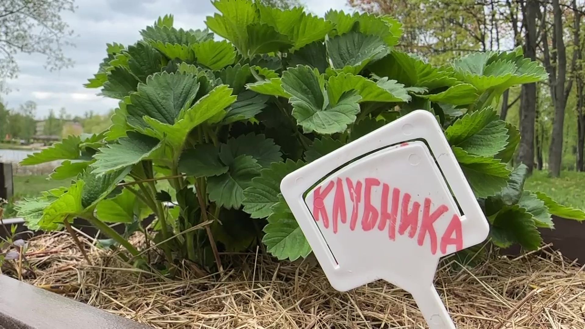 реутов, общественный огород, растения,