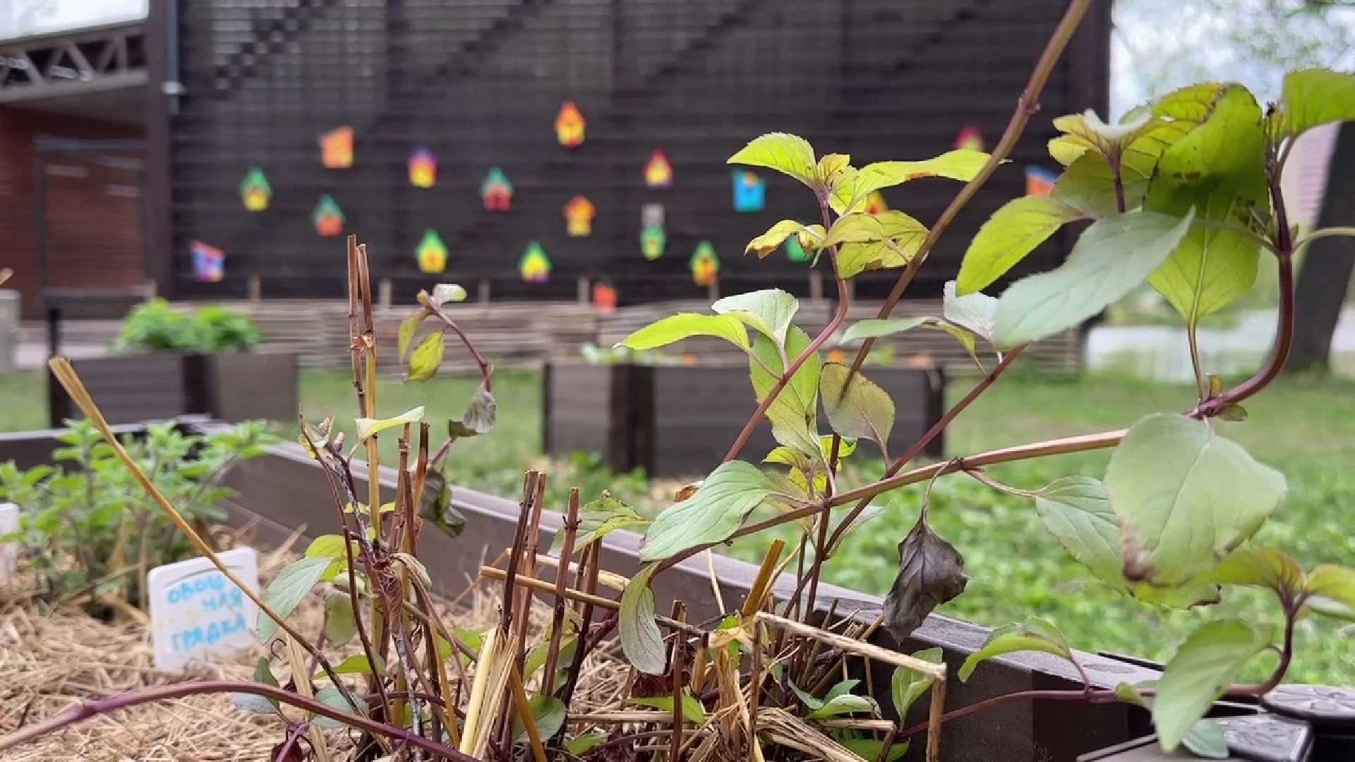 реутов, общественный огород, растения,