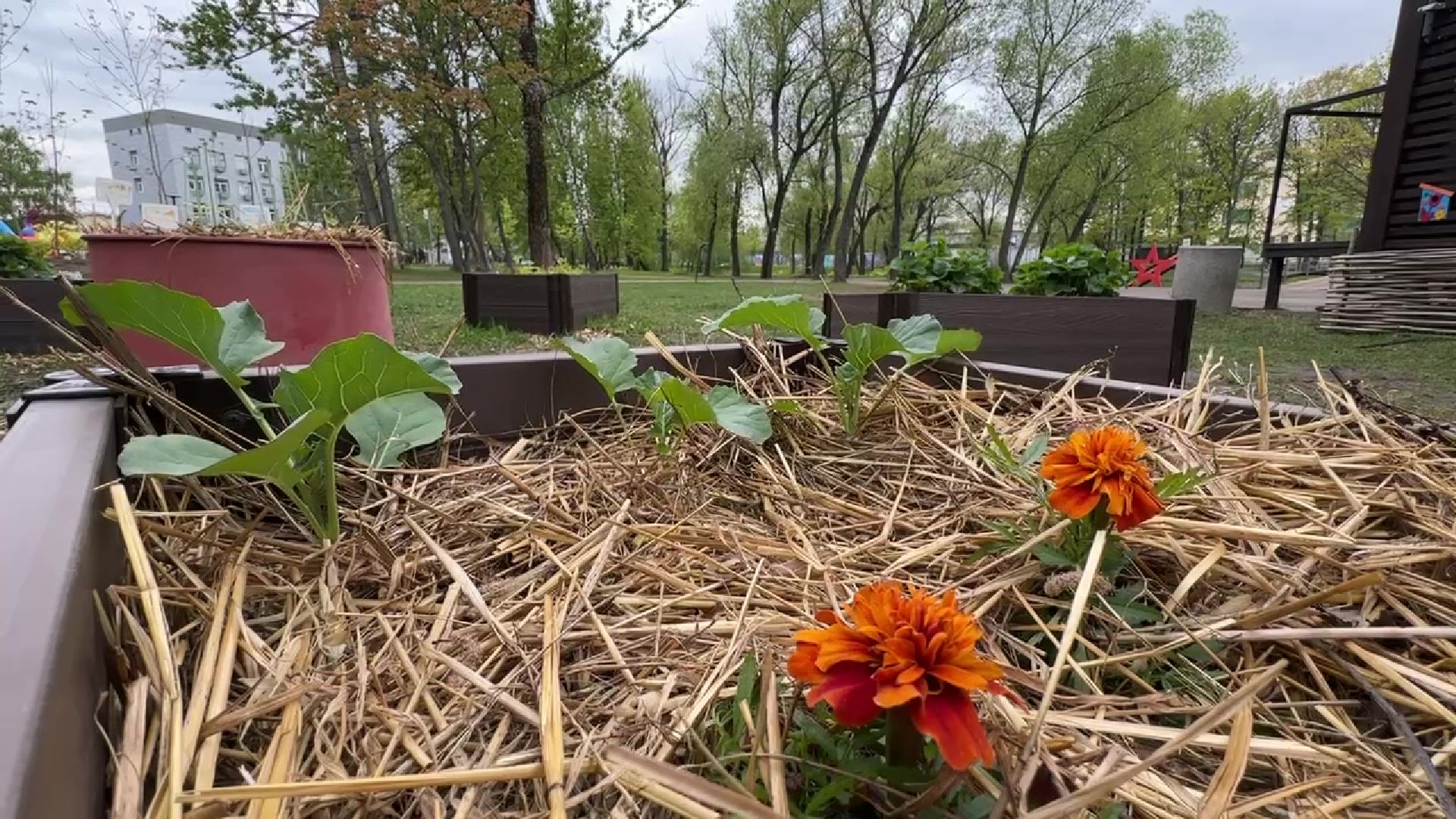 реутов, общественный огород, растения,