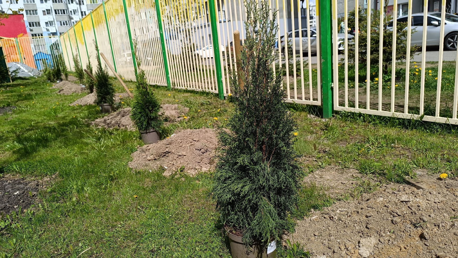 деревья, цветы, лобня,