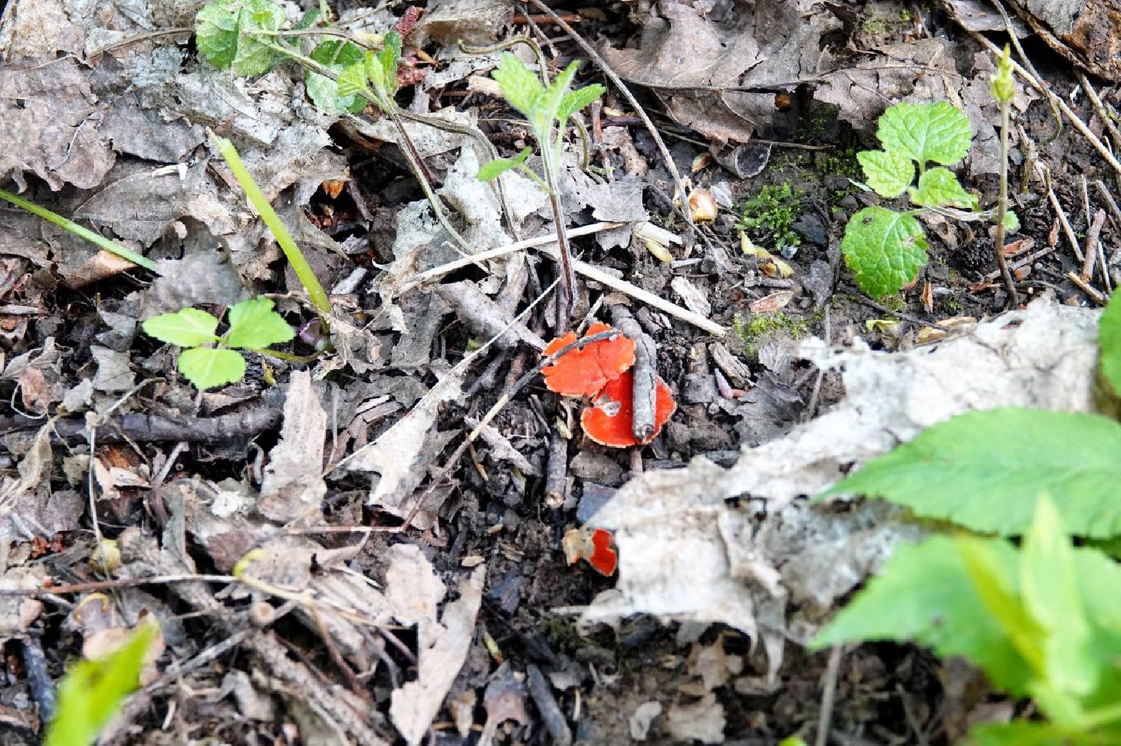 Спорт, Спортивное ориентирование, Соревнования, Турнир, Сергиев Посад,