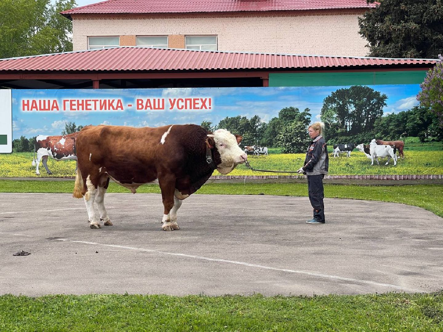 Подольск, Быки производители, Животноводство, Выводка,