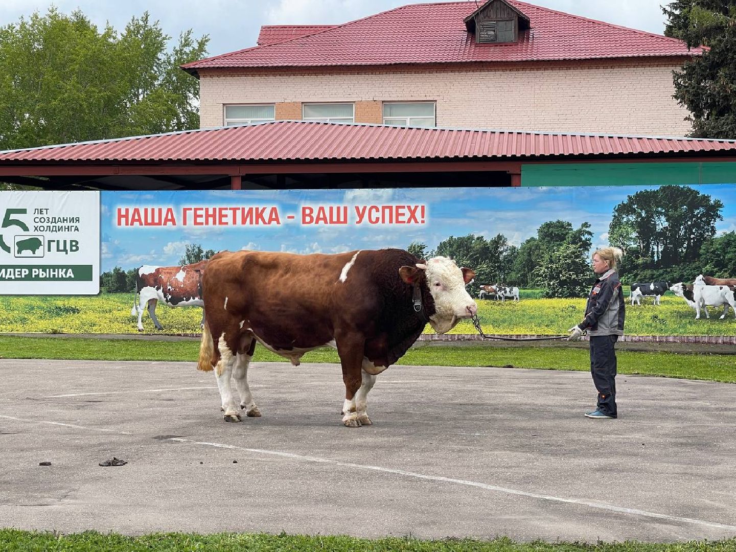 Подольск, Быки производители, Животноводство, Выводка,