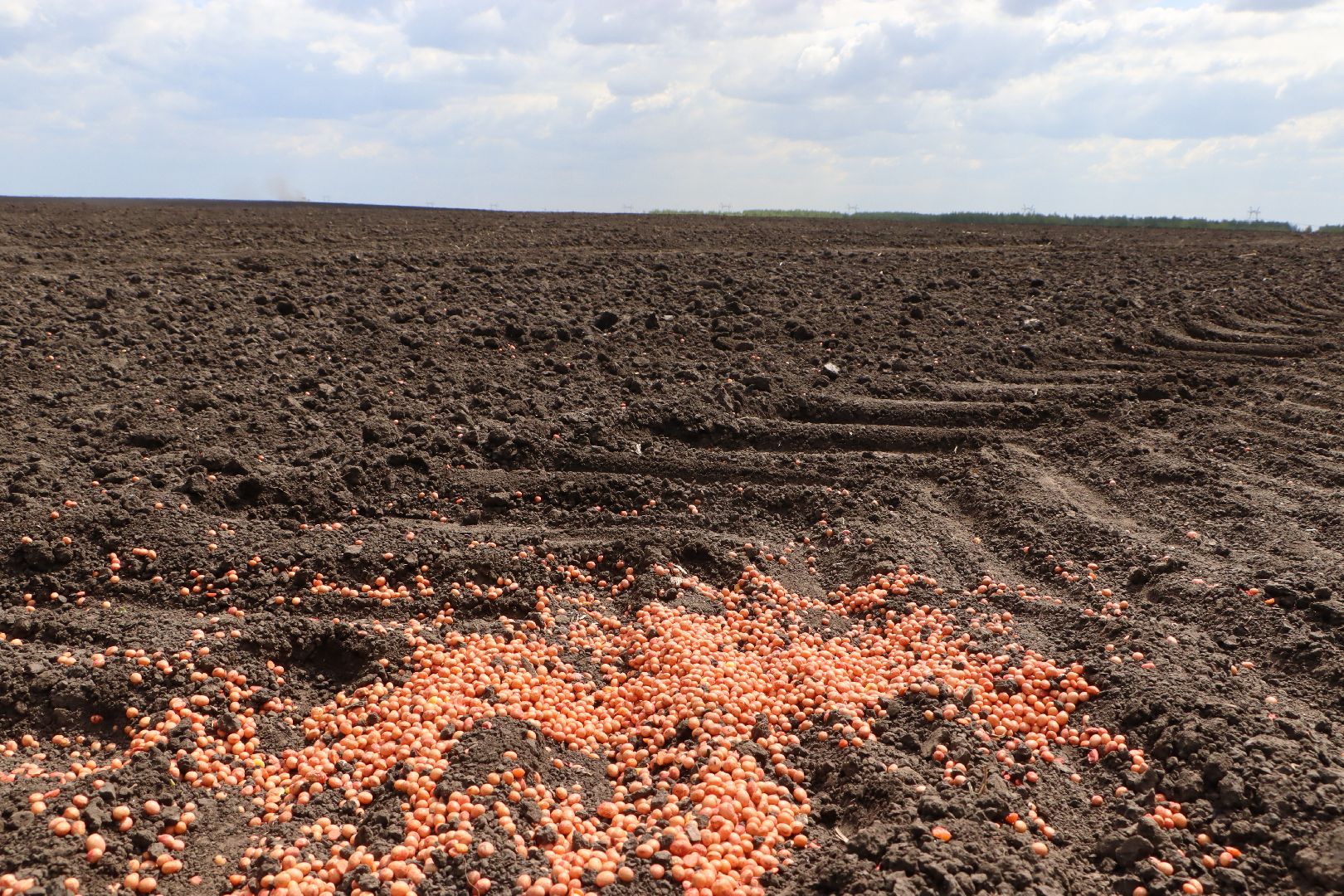 Серебряные Пруды, Сельское хозяйство, посевная 2024, соя,