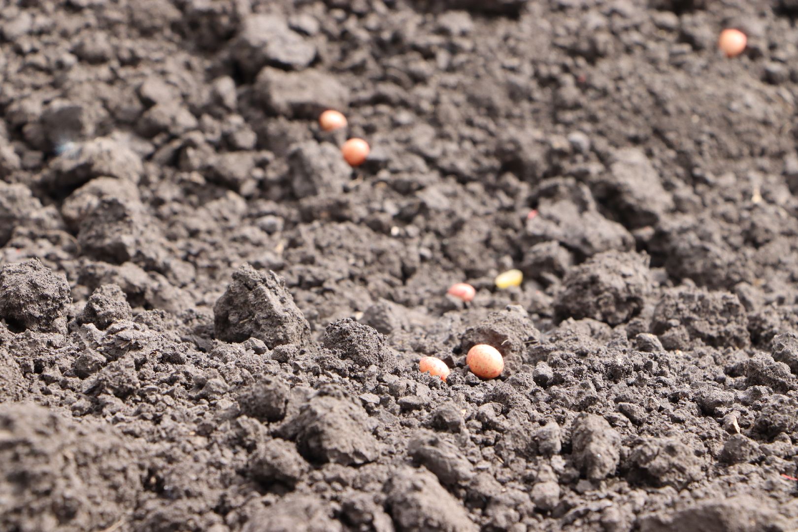 Серебряные Пруды, Сельское хозяйство, посевная 2024, соя,