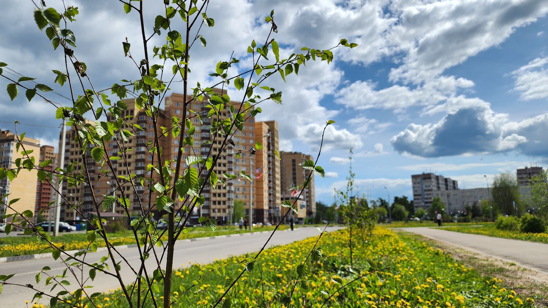 благоустройство, Лосино-Петровский, коммунальщики, растения, деревья,