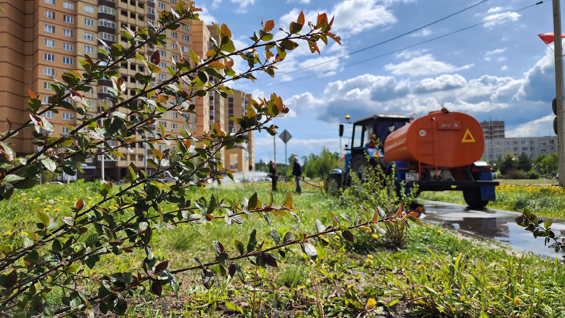 благоустройство, Лосино-Петровский, коммунальщики, растения, деревья,