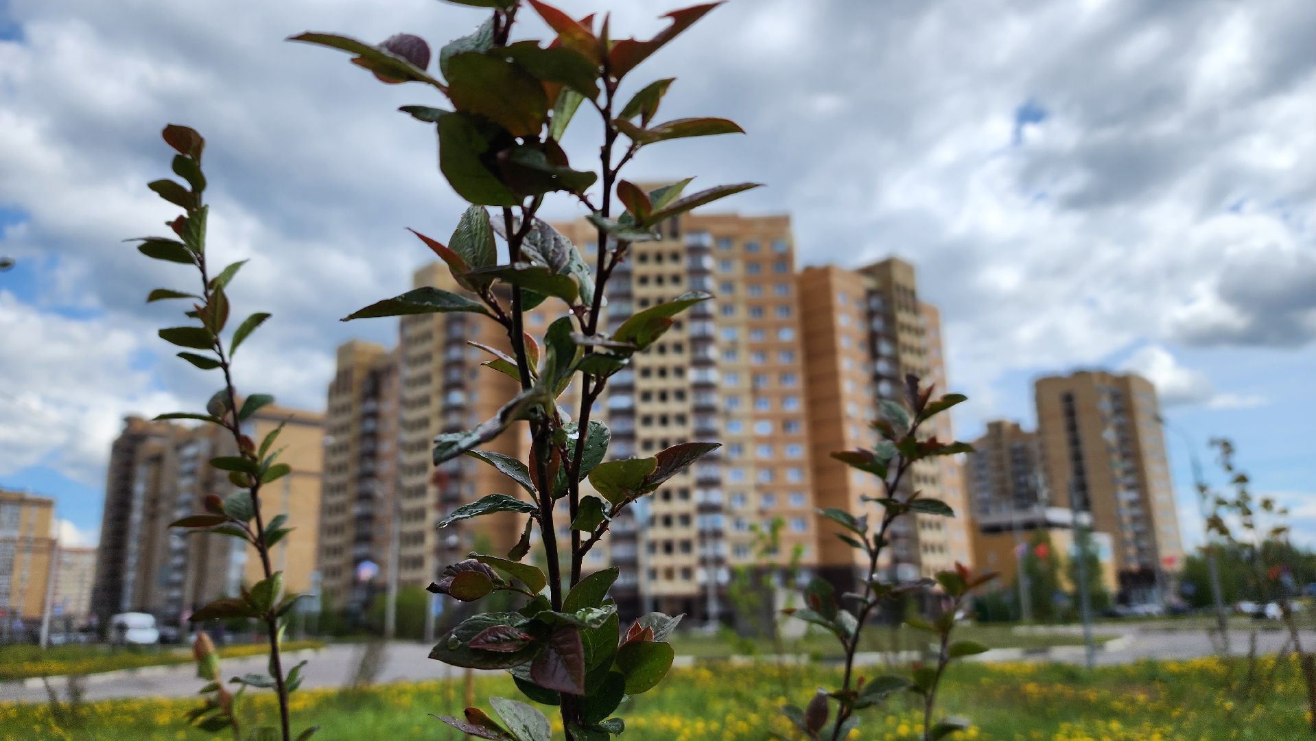 благоустройство, Лосино-Петровский, коммунальщики, растения, деревья,