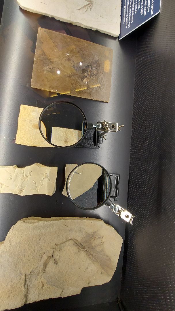 история, палеонтология, музей, туризм в подмосковье,