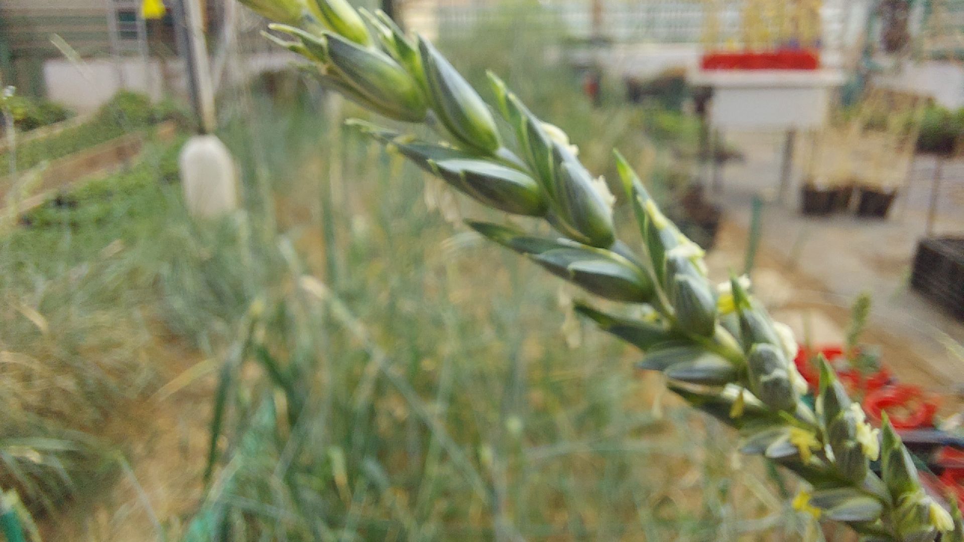 сельское хозяйство, пшеница, опыты,