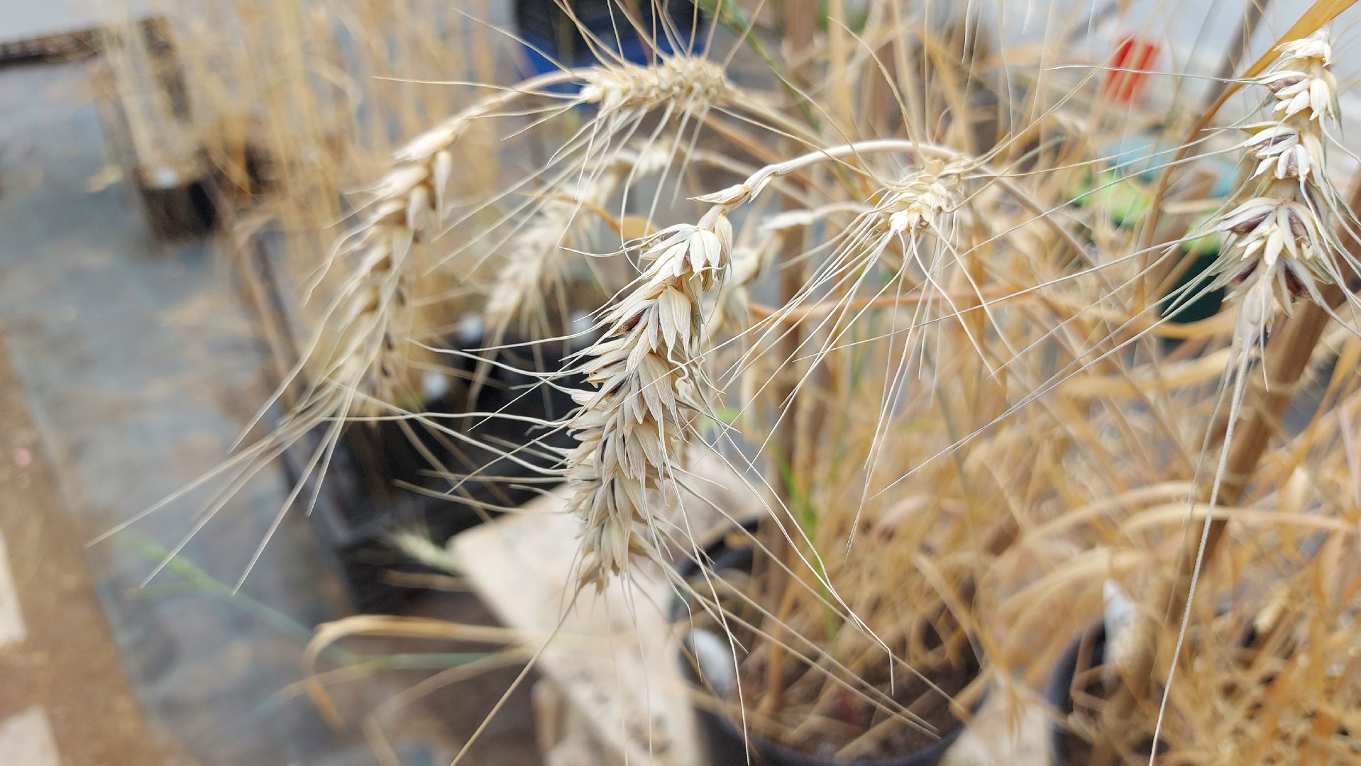 сельское хозяйство, пшеница, опыты,