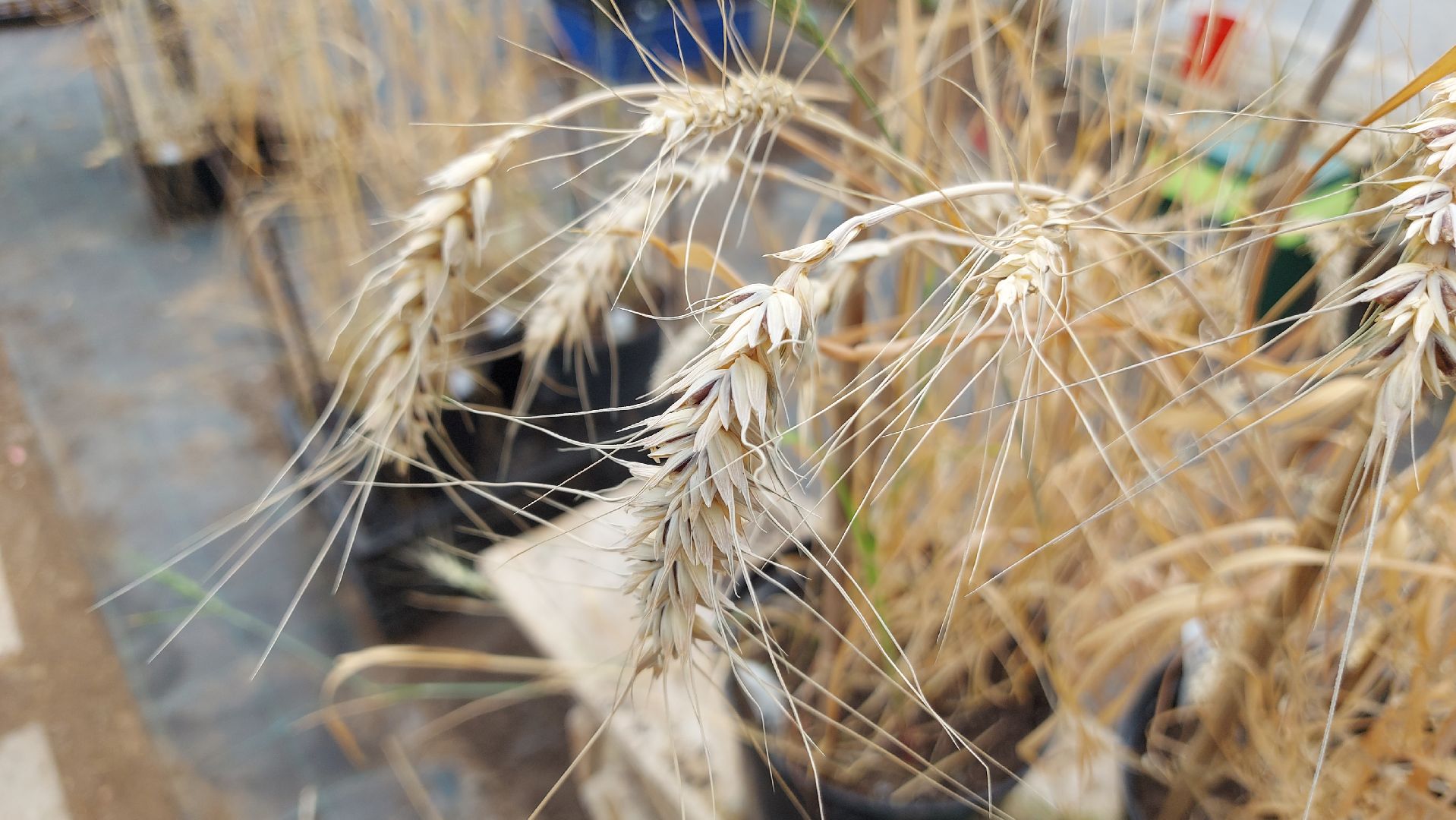 сельское хозяйство, пшеница, опыты,