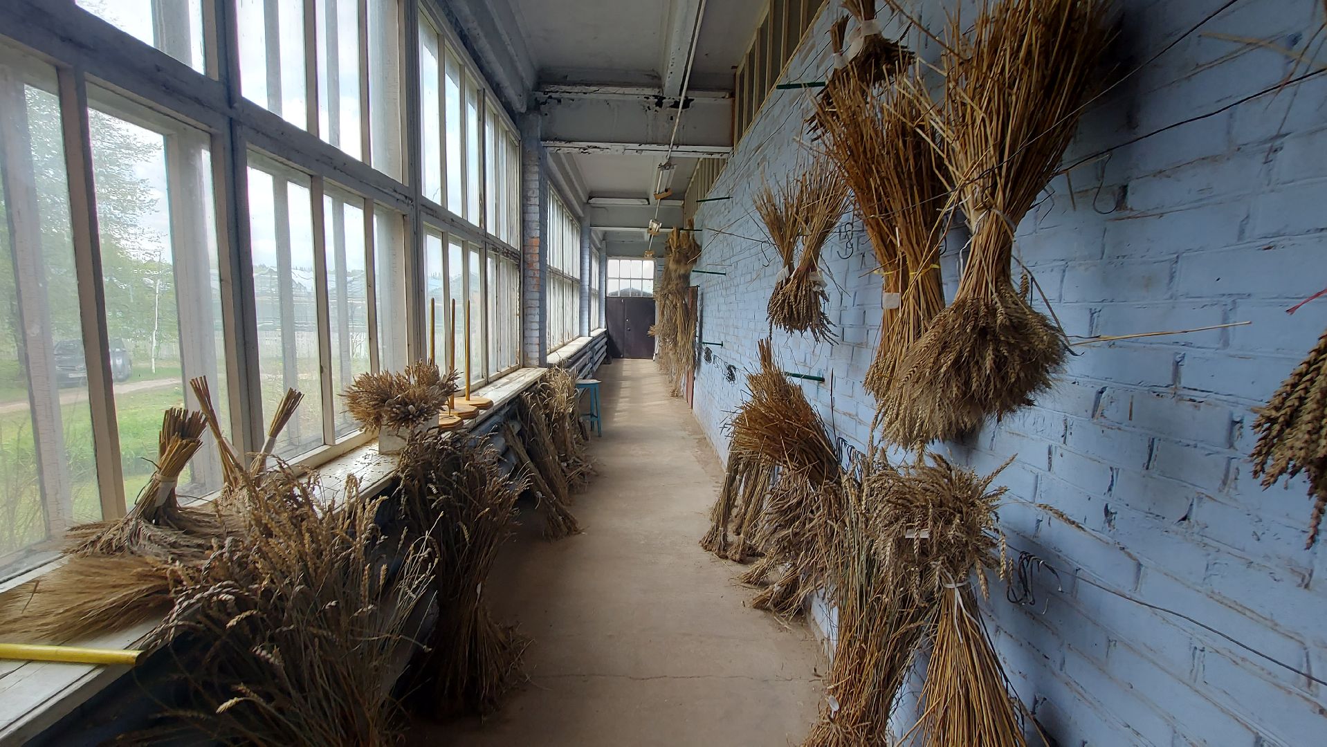 сельское хозяйство, пшеница, опыты,