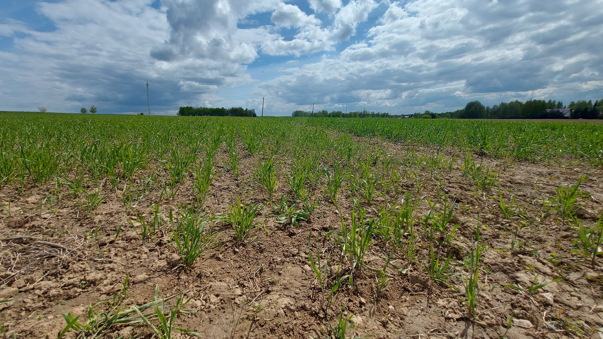 сельское хозяйство, пшеница, опыты,