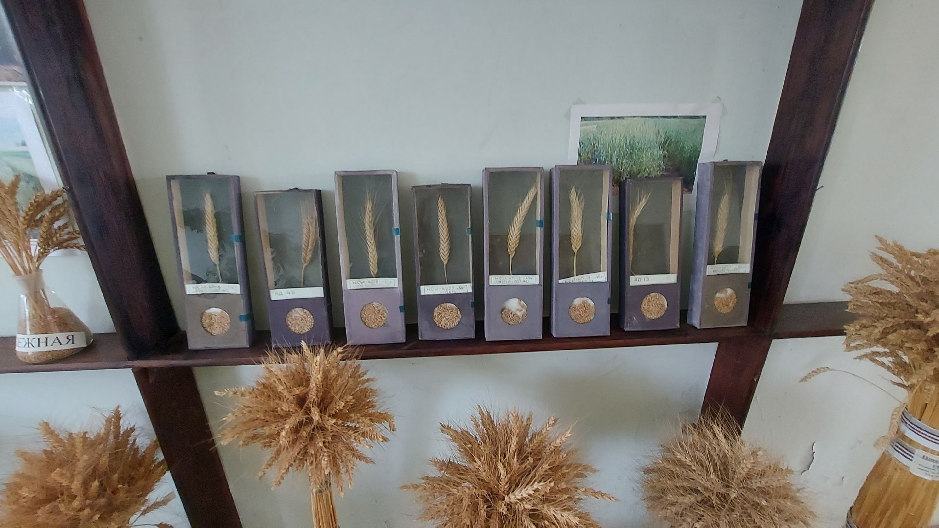 сельское хозяйство, пшеница, опыты,